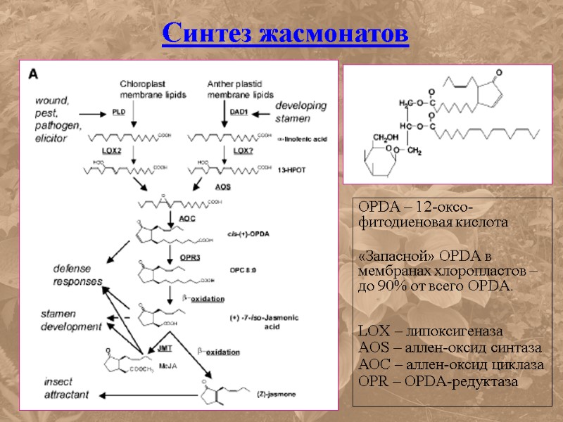 Синтез жасмонатов OPDA – 12-оксо-фитодиеновая кислота  «Запасной» OPDA в мембранах хлоропластов – до